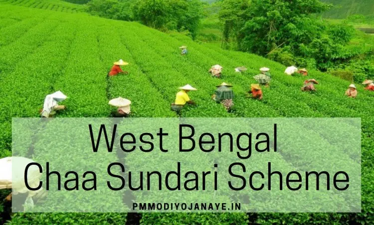 West Bengal Chaa Sundari Scheme 2022: Application Form, Online