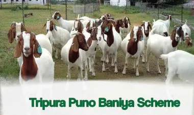 2022 साठी त्रिपुरामधील पुनो बनिया योजनेसाठी लाभ, पात्रता आणि ऑनलाइन नोंदणी