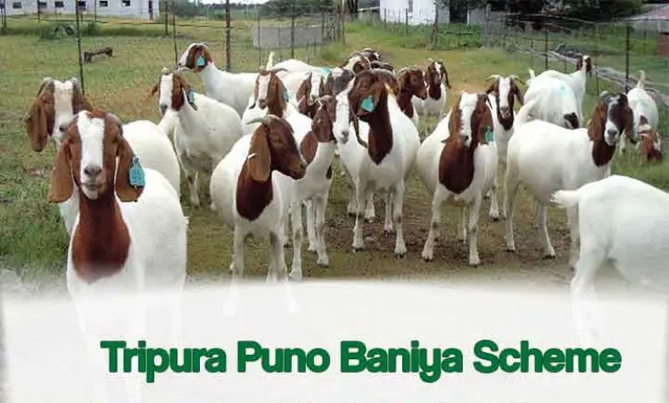 Benefits, Eligibility, and Online Registration for the Puno Baniya Scheme in Tripura for 2022